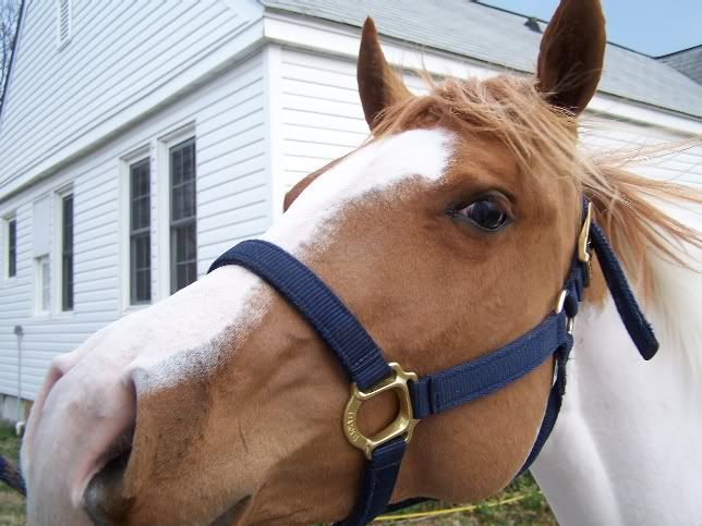 IMAGE(http://i3.photobucket.com/albums/y87/DangerRanch/march18%2009/vfacesnort.jpg)