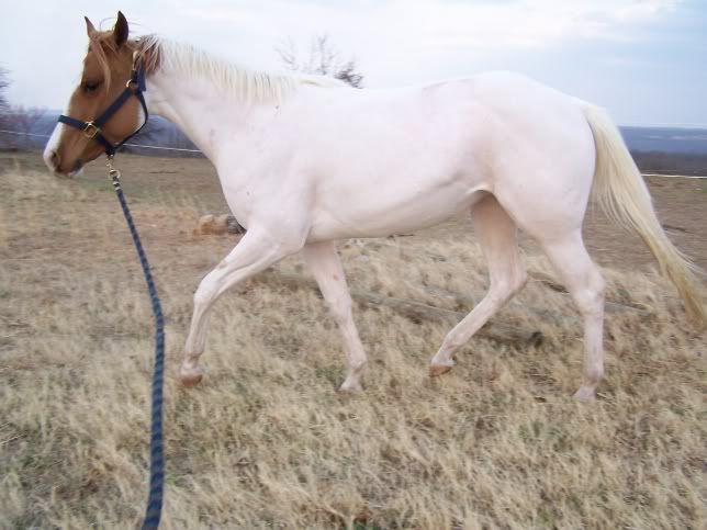 IMAGE(http://i3.photobucket.com/albums/y87/DangerRanch/march18%2009/vtrot1.jpg)