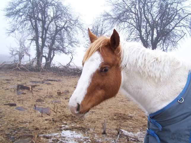 IMAGE(http://i3.photobucket.com/albums/y87/DangerRanch/venus2.jpg)