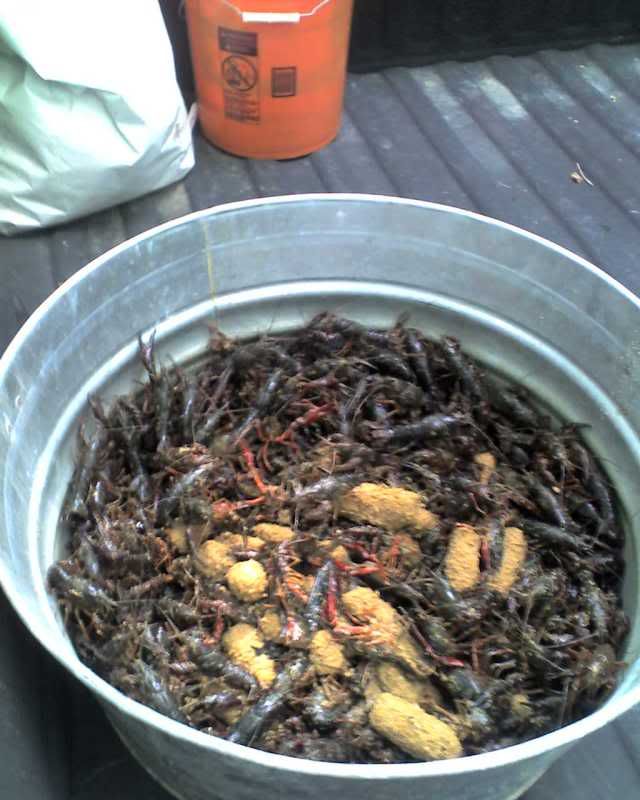 Crawfish Pillow Traps