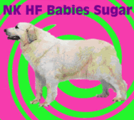 NK HF Babies Sugar