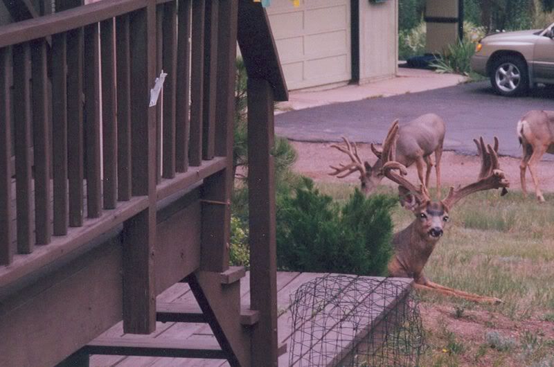 porchdeer.jpg