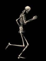 esqueleto031.gif
