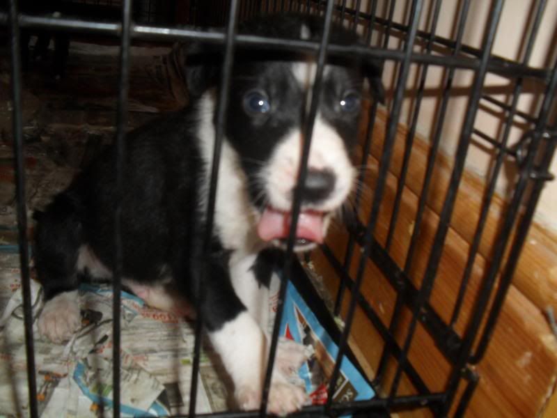 pups023.jpg