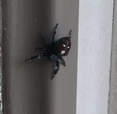What kind of spider is this? ( warning pic) - Homesteading Questions