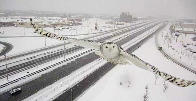 snowy%20owl.jpg