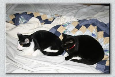 IMAGE: http://i3.photobucket.com/albums/y89/crzy4reefs/fernadoandraven.jpg