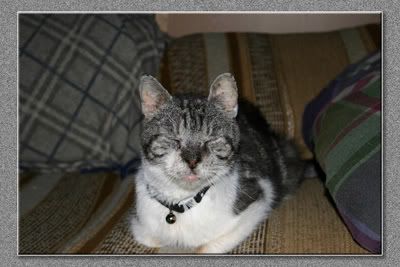 IMAGE: http://i3.photobucket.com/albums/y89/crzy4reefs/lilmansleeping.jpg