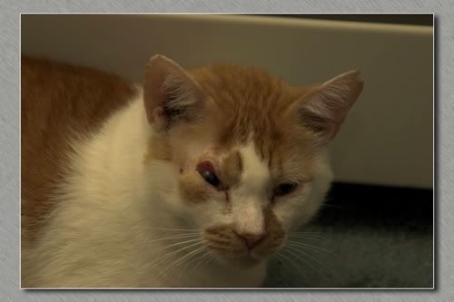 IMAGE: http://i3.photobucket.com/albums/y89/crzy4reefs/phantom1.jpg