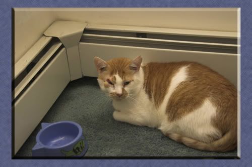 IMAGE: http://i3.photobucket.com/albums/y89/crzy4reefs/phantom2.jpg