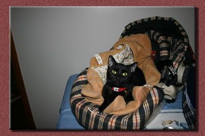 IMAGE: http://i3.photobucket.com/albums/y89/crzy4reefs/ravenincarrier.jpg