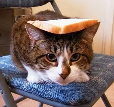 Gato con tostada