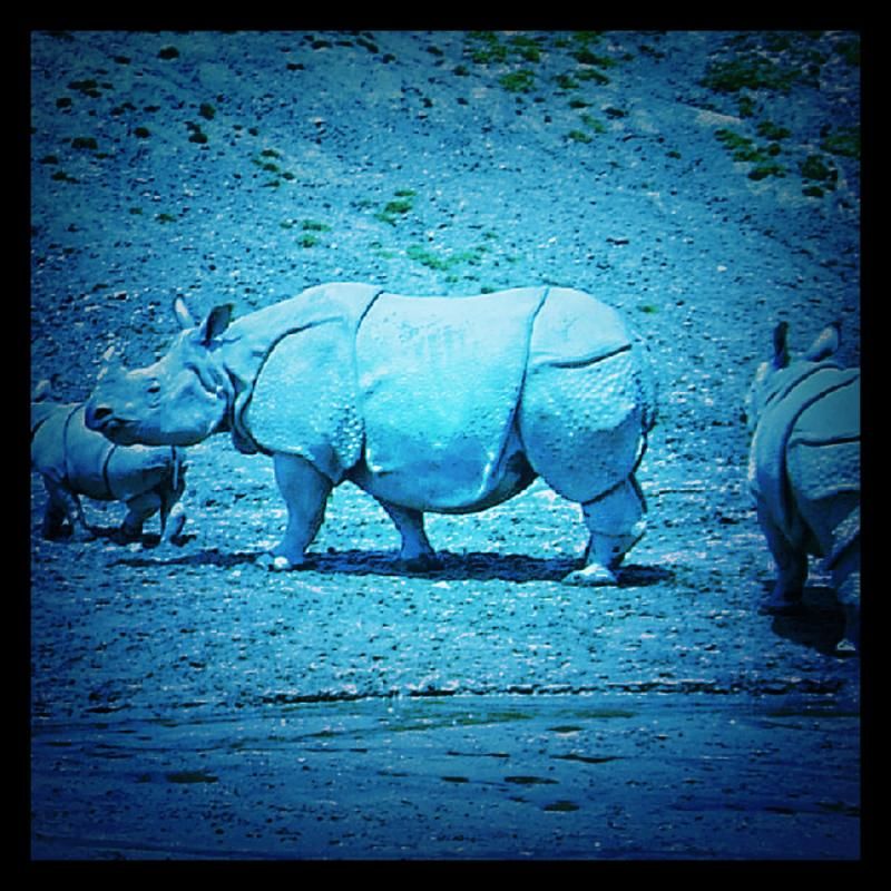 Rinocerontes1