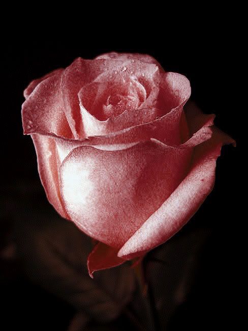 Rosa-Roja-.jpg