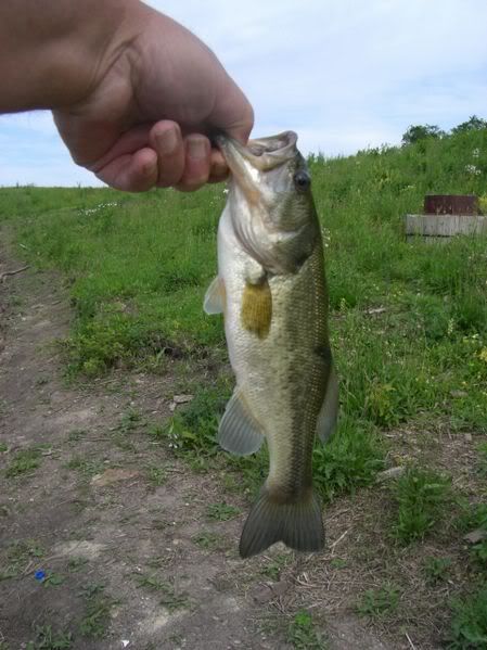 BassToday2.jpg picture by lipripper