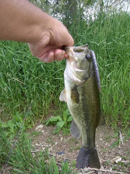 BassToday3.jpg picture by lipripper