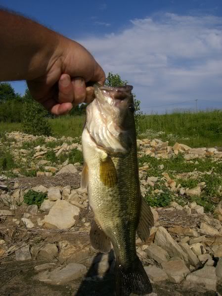 BassToday4.jpg picture by lipripper