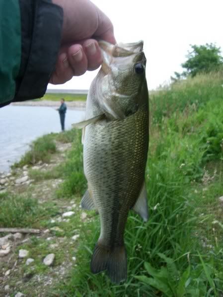 NewBass1.jpg picture by lipripper