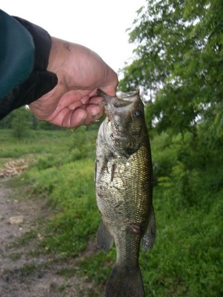 NewBass4.jpg picture by lipripper