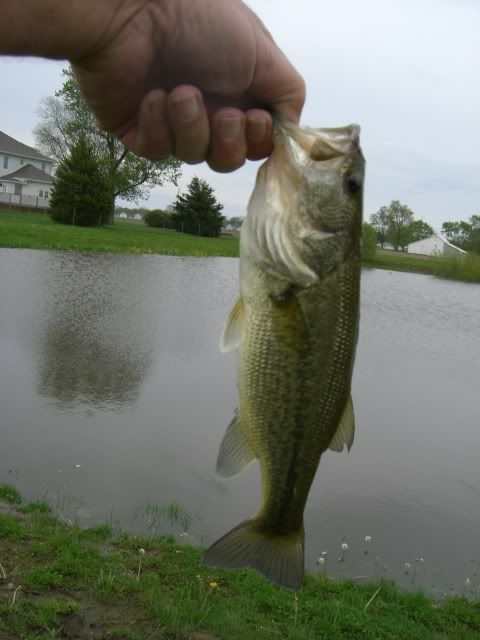Spring2009.jpg picture by lipripper