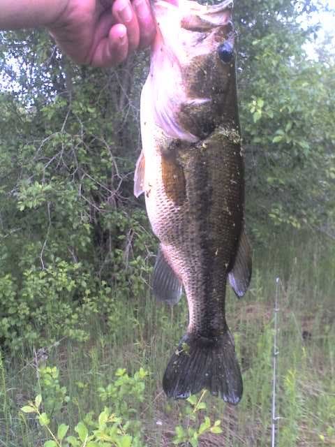 bass2.jpg picture by lipripper