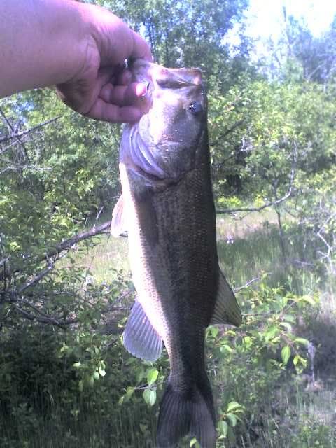 bass5.jpg picture by lipripper