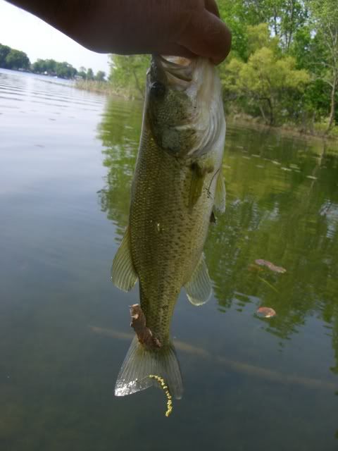 pine4lake2.jpg picture by lipripper