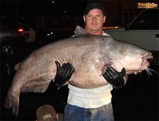 CatfishWorldRecord.jpg picture by lipripper