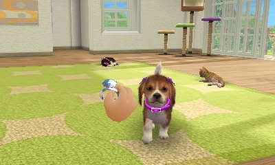 how do you earn money in nintendogs+cats