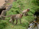 PICT1002.jpg Monkeys image by apapp
