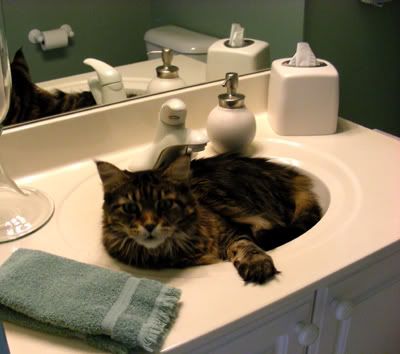 sinkcat.jpg