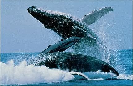 types of whales spectacle