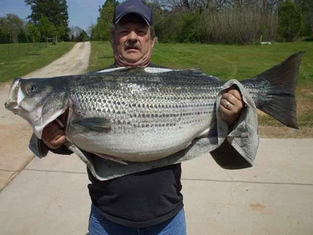 63lb4ozStriper.jpg