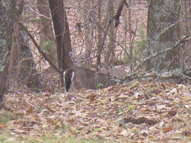 Dec08035.jpg