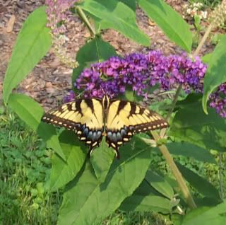 Butterfly.jpg Butterfly image by DragonHopper