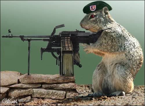squirrel guns