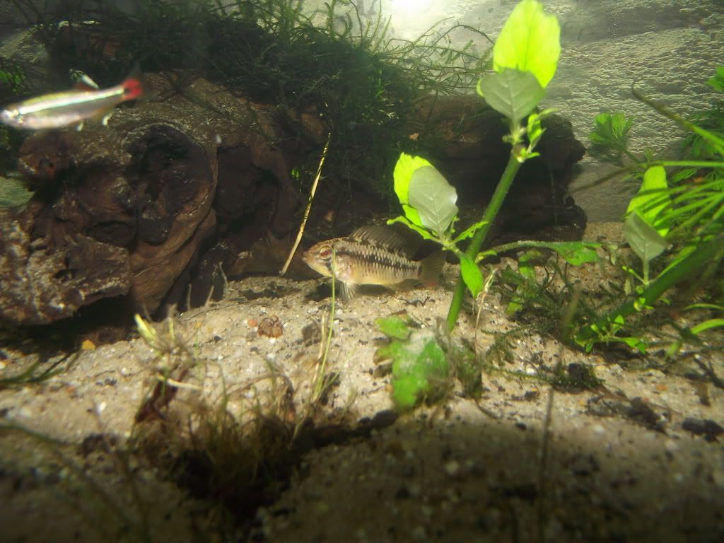 Fish2a_resize.jpg
