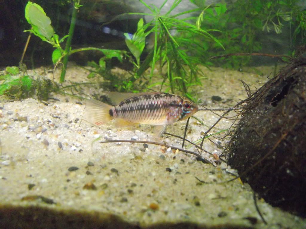Fish2b_resize.jpg