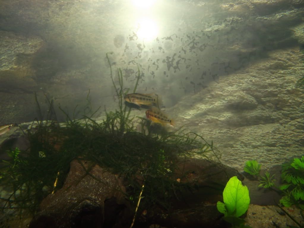 Fish3a_resize.jpg
