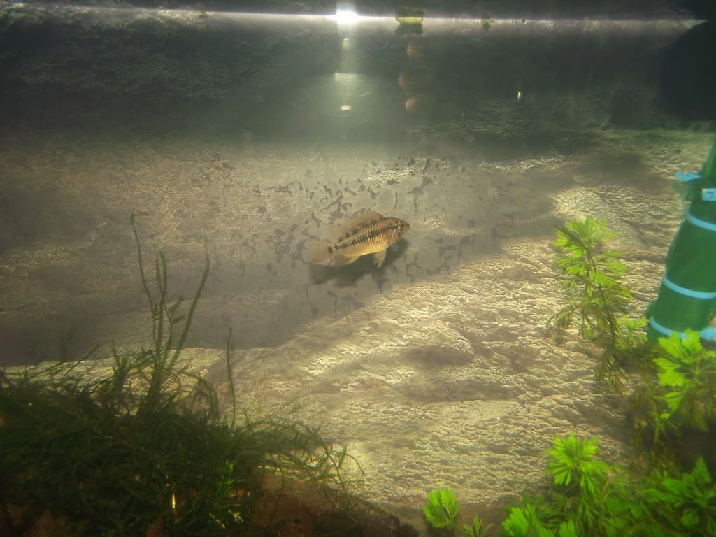 Fish3b_resize.jpg