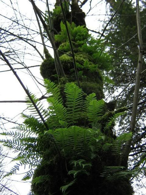 IMAGE: http://i3.photobucket.com/albums/y92/brightstarr/Oregon/forestpark.jpg