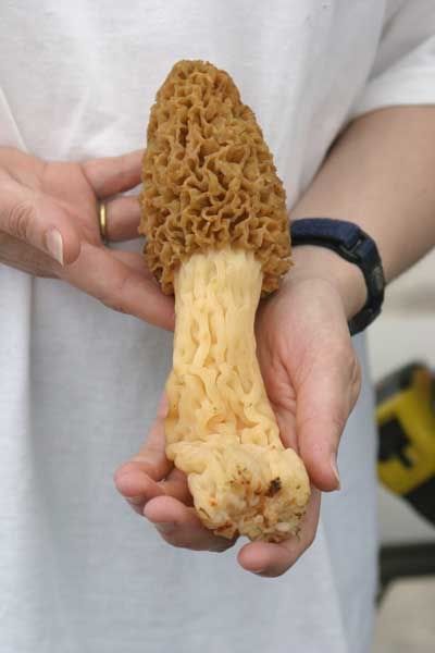the-longest-mushroom.jpg