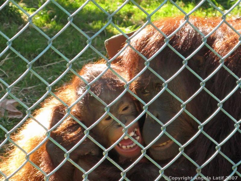 IMAGE: http://i3.photobucket.com/albums/y93/alkady/0849.jpg