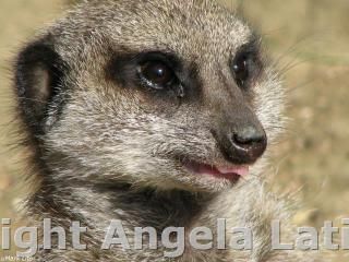 IMAGE: http://i3.photobucket.com/albums/y93/alkady/1658a4c8.jpg