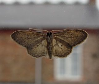 IMAGE: http://i3.photobucket.com/albums/y93/alkady/535b2551.jpg