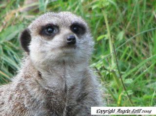 IMAGE: http://i3.photobucket.com/albums/y93/alkady/IMG_0940-1.jpg