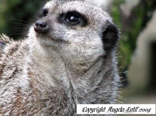 IMAGE: http://i3.photobucket.com/albums/y93/alkady/IMG_0946-2.jpg