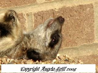 IMAGE: http://i3.photobucket.com/albums/y93/alkady/f28b561b-1.jpg