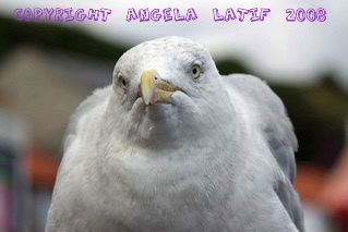 IMAGE: http://i3.photobucket.com/albums/y93/alkady/seagull0248-1.jpg