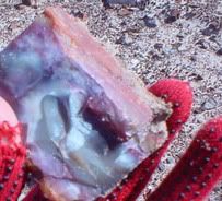 Petrified Wood, AZ